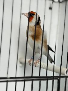 Chardonneret Major 2023