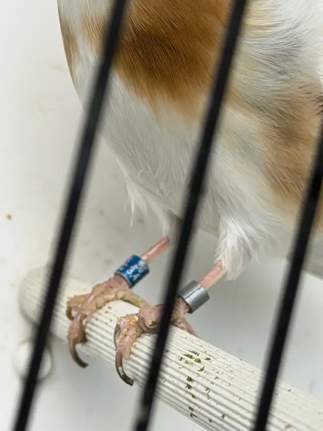 Chardonneret Major 2023 - Photo 2