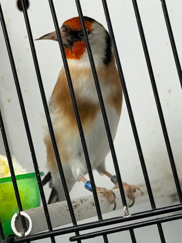 Chardonneret Major 2023 - Photo 3