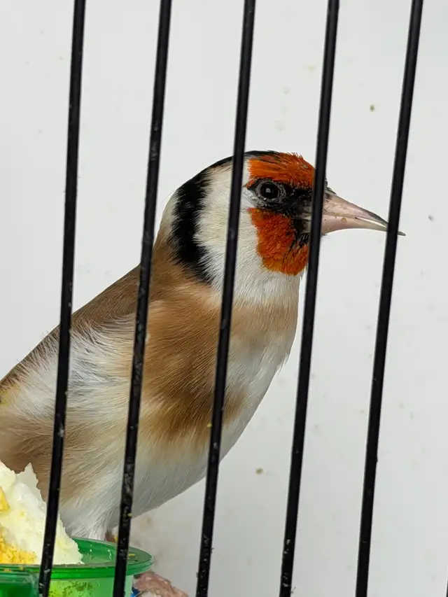 Chardonneret Major 2023 - Photo 4