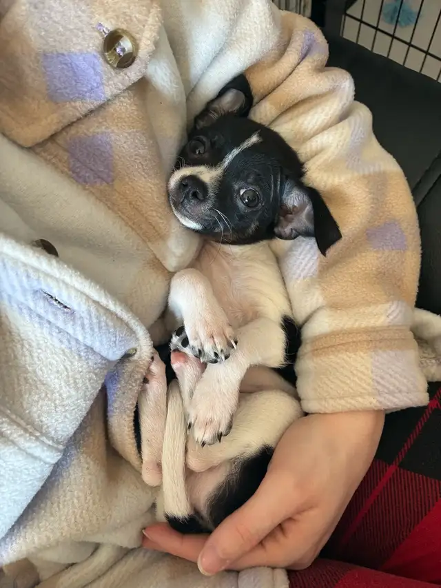 Chiot chihuahua à vendre