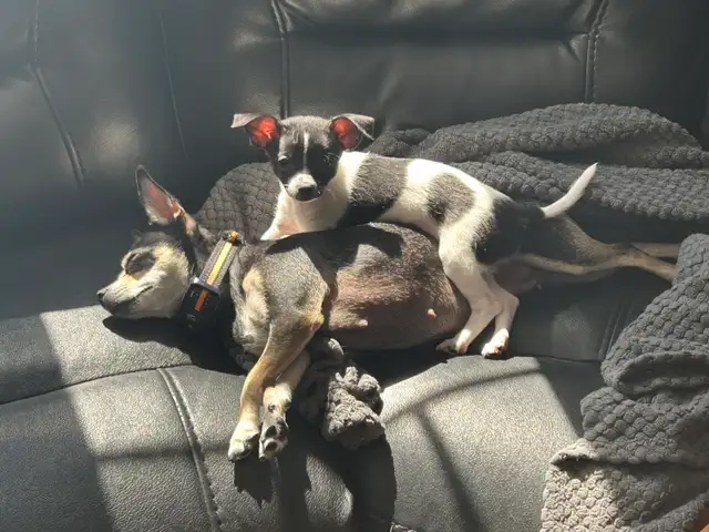 Chiot chihuahua à vendre - Photo 2