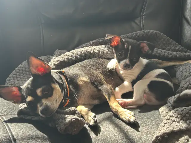 Chiot chihuahua à vendre - Photo 3