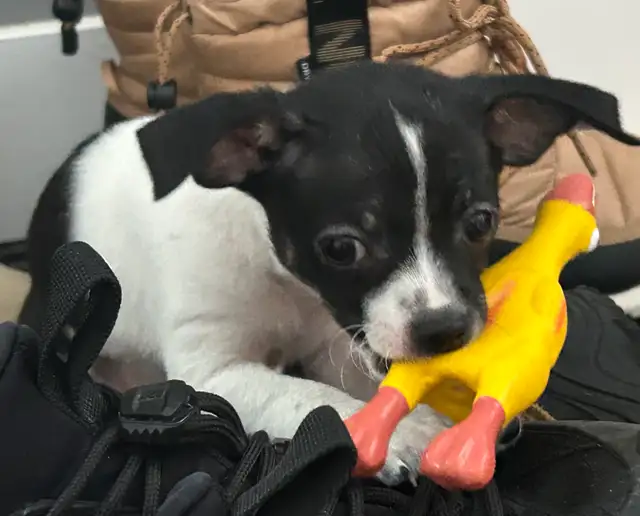 Chiot chihuahua à vendre - Photo 4