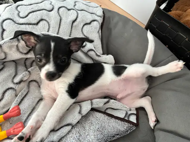 Chiot chihuahua à vendre - Photo 5