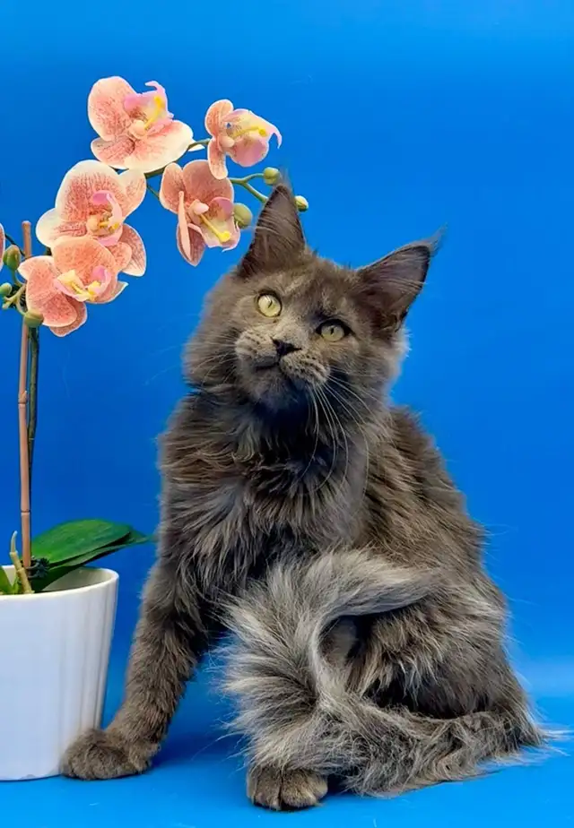 Luxury Maine Coon Kitten