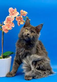 Luxury Maine Coon Kitten