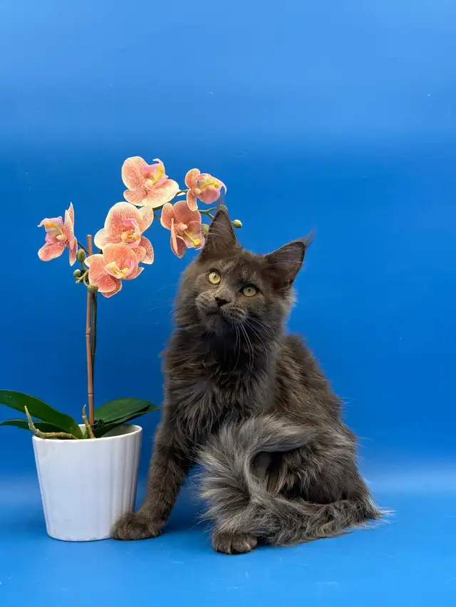 Luxury Maine Coon Kitten - Photo 2