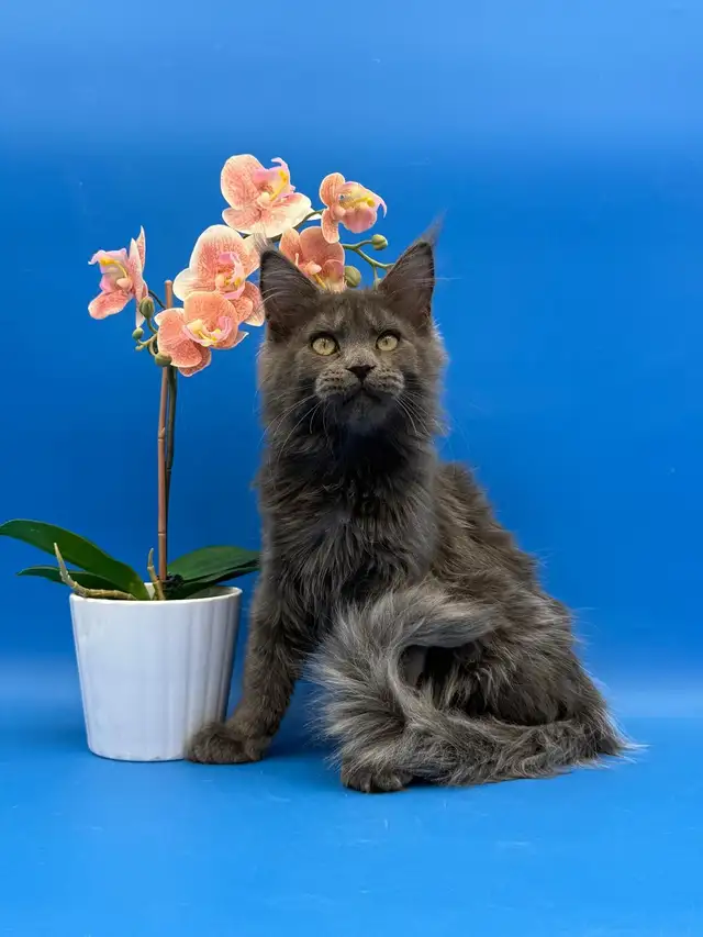 Luxury Maine Coon Kitten - Photo 3