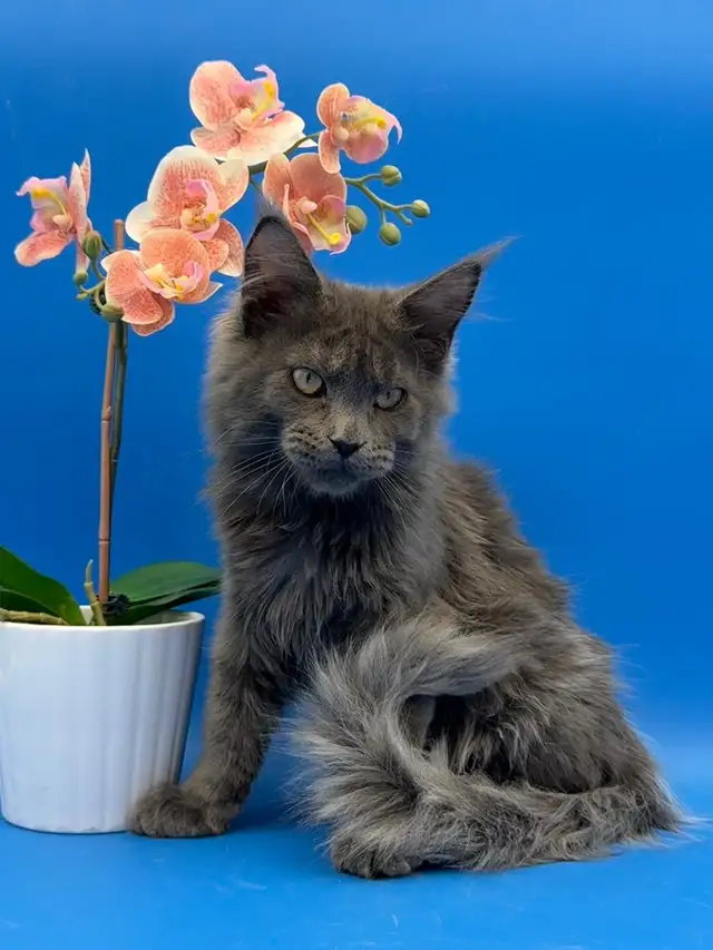 Luxury Maine Coon Kitten - Photo 4