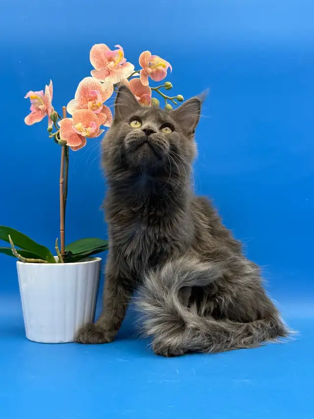 Luxury Maine Coon Kitten - Photo 5