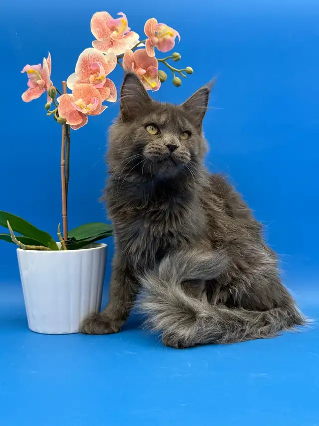 Luxury Maine Coon Kitten - Photo 6