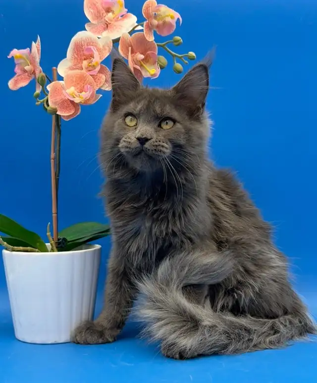 Luxury Maine Coon Kitten - Photo 7