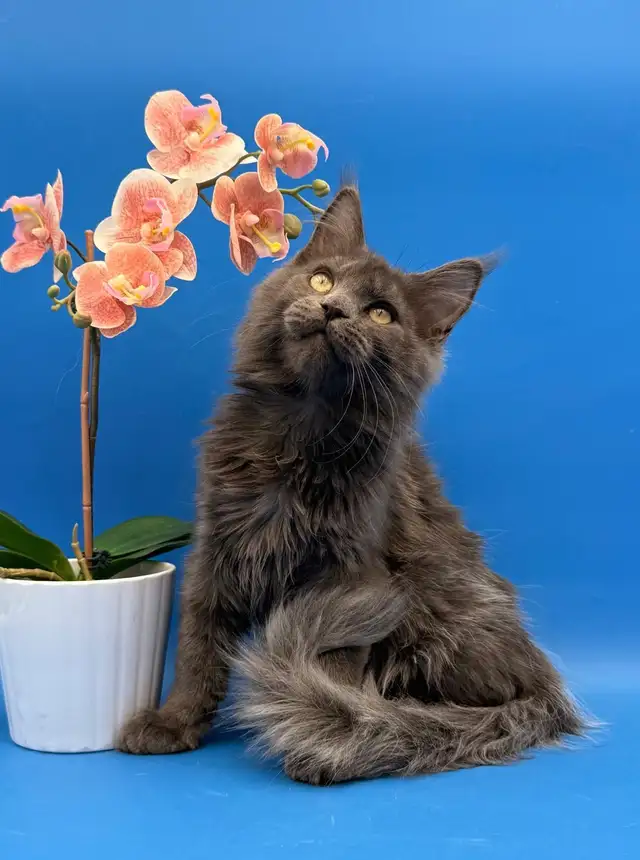 Luxury Maine Coon Kitten - Photo 8