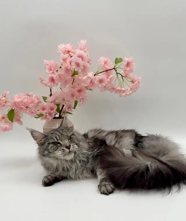 Luxury Maine Coon Kitten - Photo 9