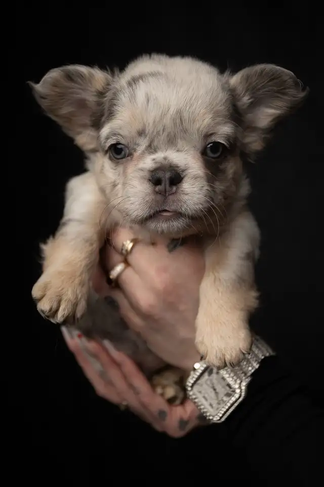 Elite Fluffy French Bulldog Puppies   Rare Colors / Big Rope