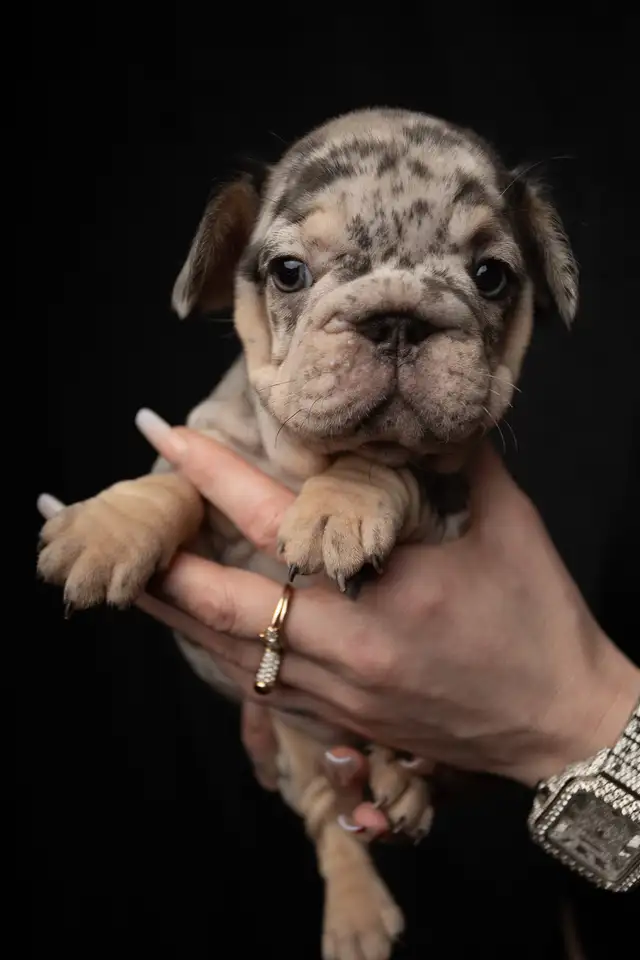 Elite Fluffy French Bulldog Puppies   Rare Colors / Big Rope - Photo 3