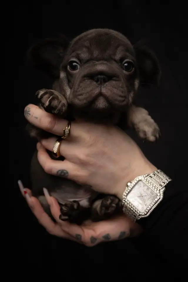 Elite Fluffy French Bulldog Puppies   Rare Colors / Big Rope - Photo 4