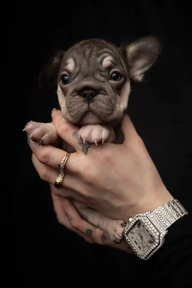 Elite Fluffy French Bulldog Puppies   Rare Colors / Big Rope - Photo 5