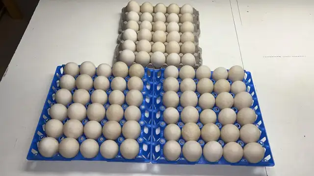 duck eggs for eating