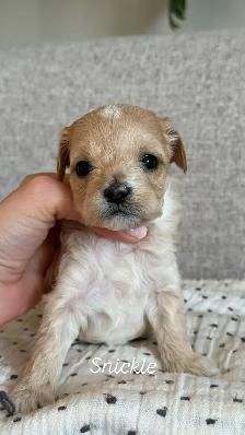 Morkie-Poo