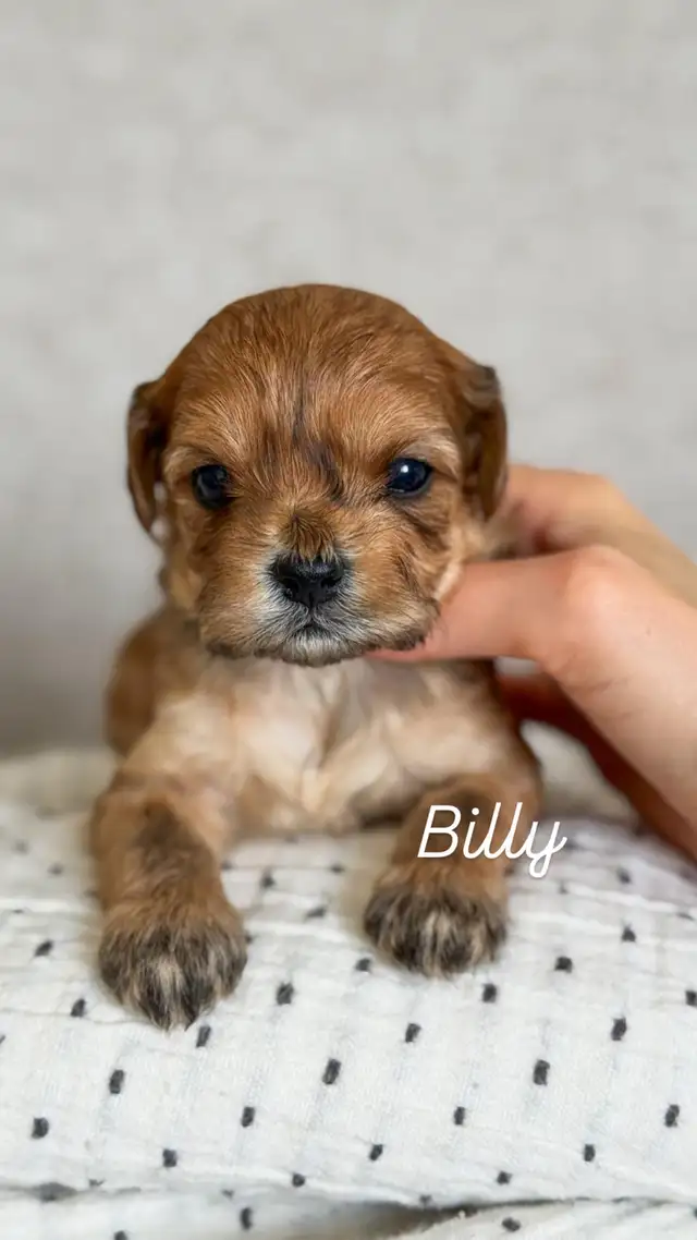 Morkie-Poo - Photo 2