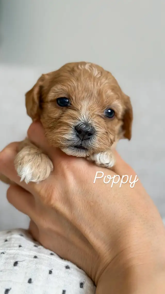 Morkie-Poo - Photo 3