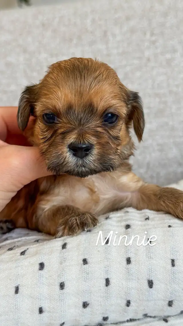 Morkie-Poo - Photo 4