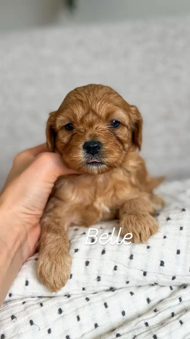 Morkie-Poo - Photo 5