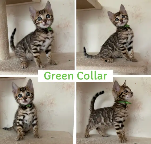 TICA Registered Bengal Kittens - Photo 3