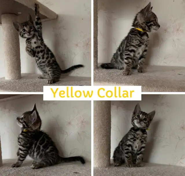 TICA Registered Bengal Kittens - Photo 5