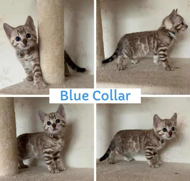 TICA Registered Bengal Kittens - Photo 8