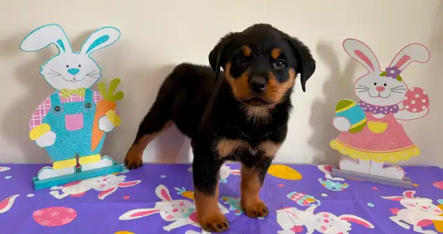 Beautiful Female Rottweiler Puppy - Ready for loving home