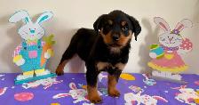 Beautiful Female Rottweiler Puppy - Ready for loving home