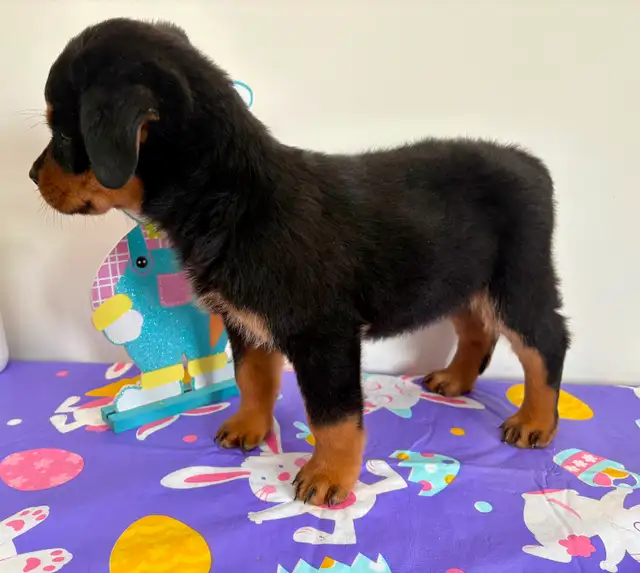 Beautiful Female Rottweiler Puppy - Ready for loving home - Photo 2
