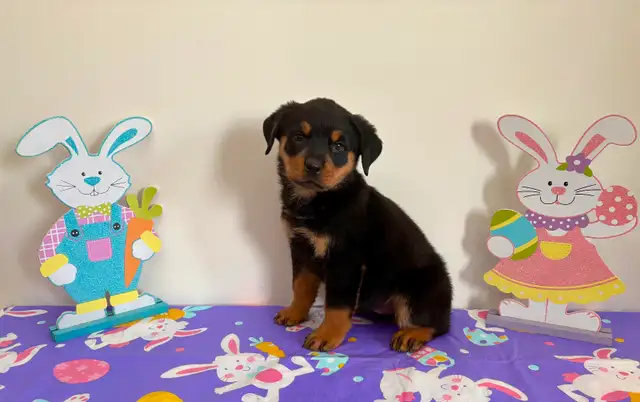 Beautiful Female Rottweiler Puppy - Ready for loving home - Photo 4
