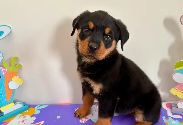 Beautiful Female Rottweiler Puppy - Ready for loving home - Photo 5