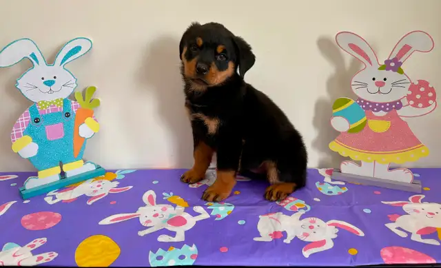 Beautiful Female Rottweiler Puppy - Ready for loving home - Photo 6