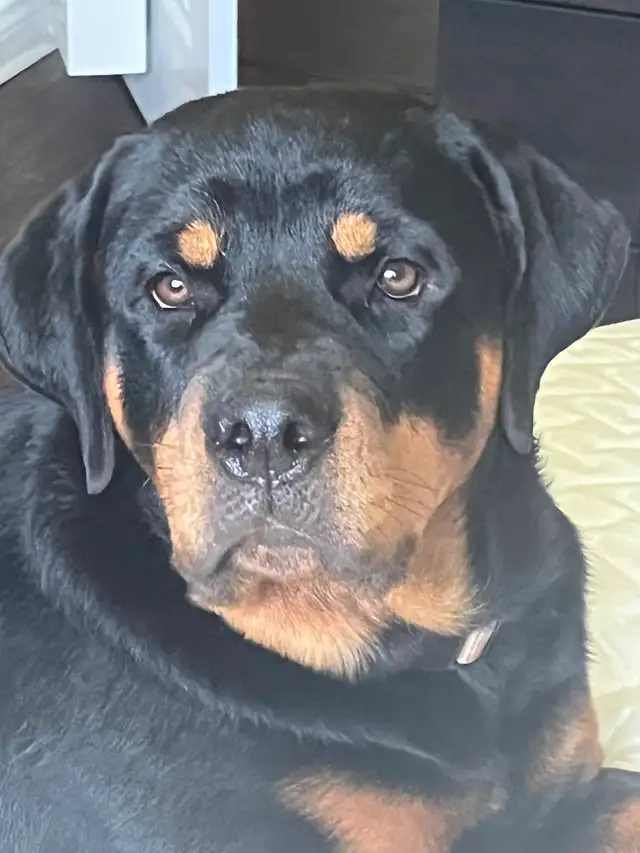 Beautiful Female Rottweiler Puppy - Ready for loving home - Photo 7