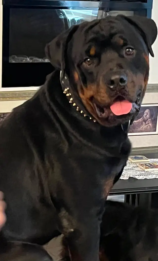 Beautiful Female Rottweiler Puppy - Ready for loving home - Photo 8