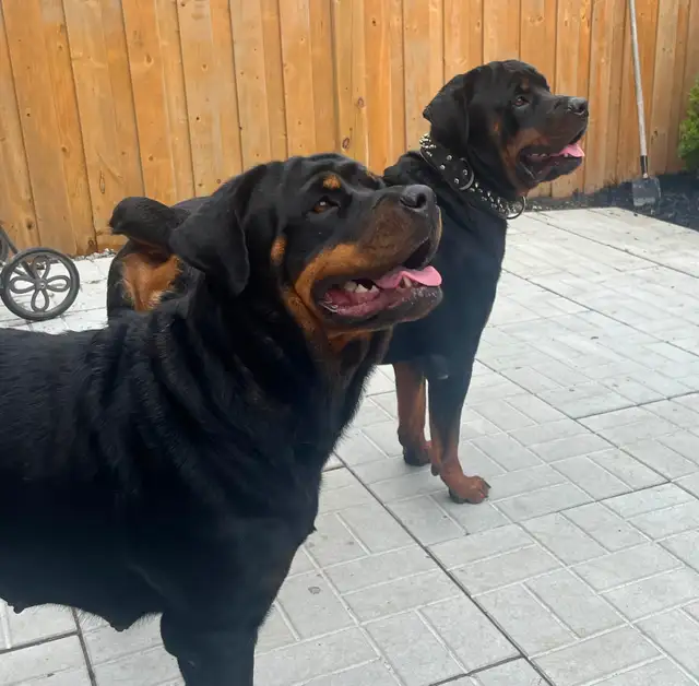 Beautiful Female Rottweiler Puppy - Ready for loving home - Photo 9