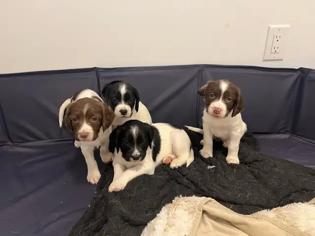 English Springer spaniels