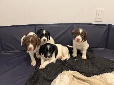 English Springer spaniels