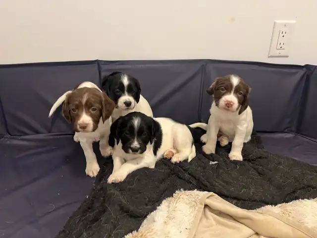 English Springer spaniels - Photo 2