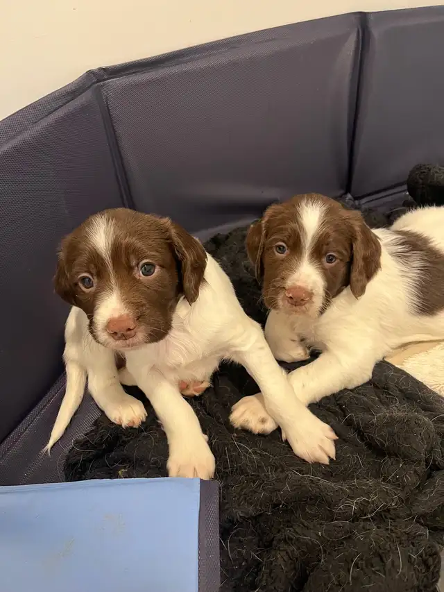 English Springer spaniels - Photo 3