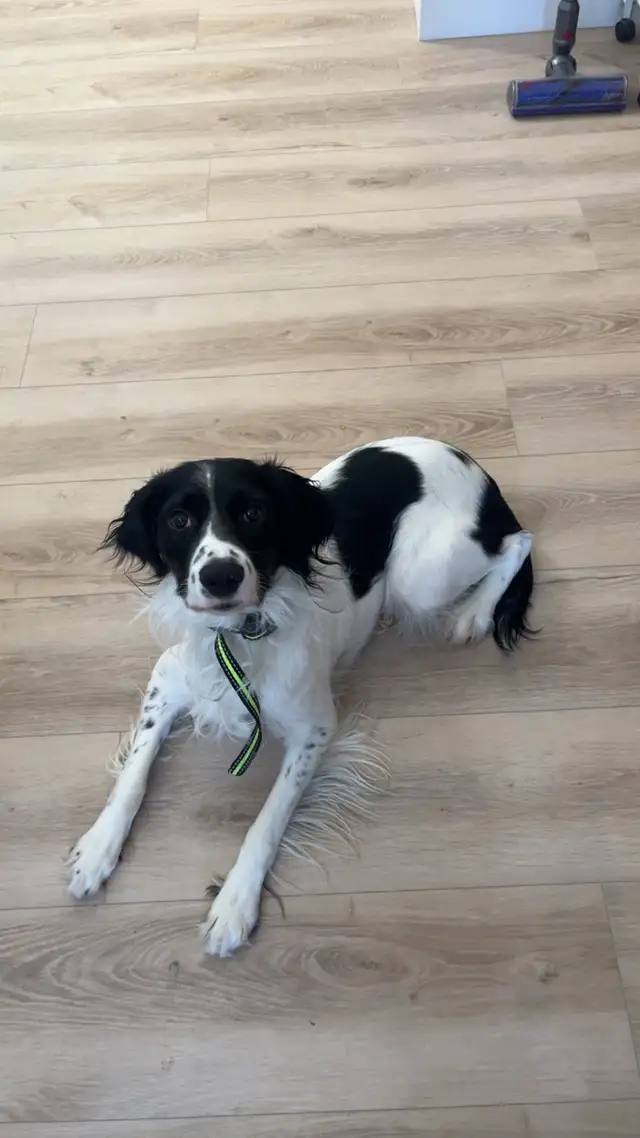 English Springer spaniels - Photo 4