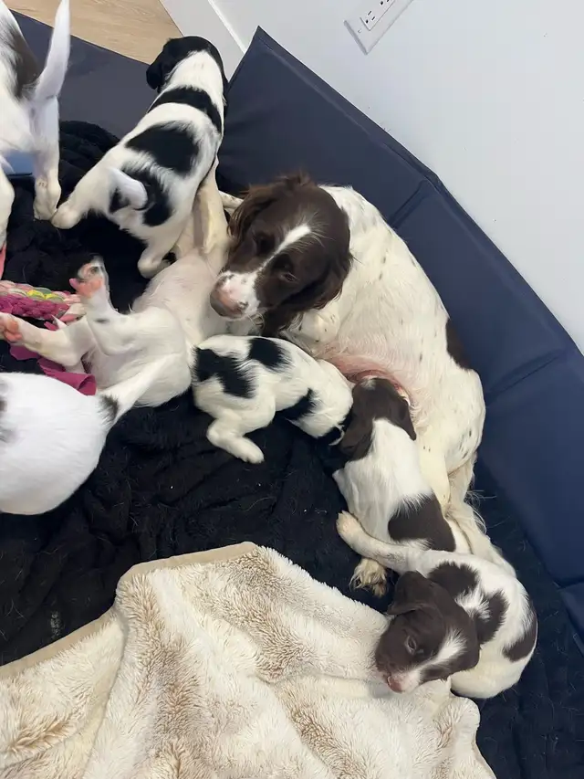 English Springer spaniels - Photo 5