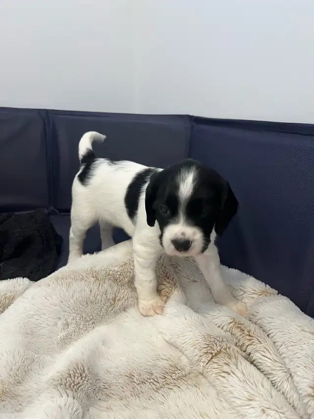 English Springer spaniels - Photo 6