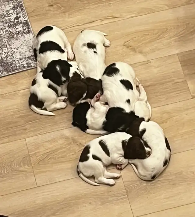 English Springer spaniels - Photo 7