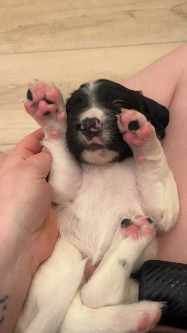 English Springer spaniels - Photo 8